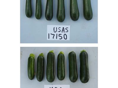 Two rows of six zucchinis with paper labels reading "USAS 17150" (top) and "XSQ 4508" (bottom).