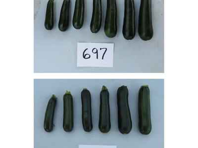 Top row of zucchinis above card "697"; bottom row of zucchinis above card "A10129" on tabletop