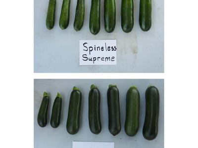 Two rows of zucchinis labeled "Spineless Supreme" (top) and "Tribute" (bottom).