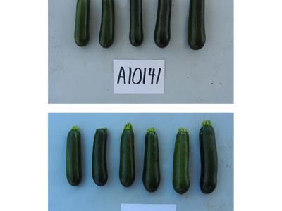 Five zucchinis above a card reading "A10141" and six zucchinis above a card reading "Exp. 10".