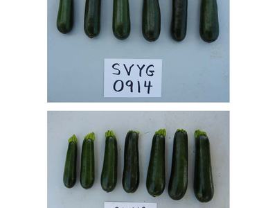 Two rows of zucchinis with handwritten labels "SVYG 0914" (top) and "SVYG 9956" (bottom)