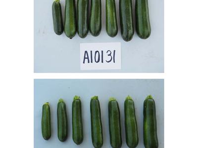 Two rows of zucchinis above labels A10131 (top) and A10133 (bottom) on gray background