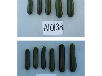 Top: five zucchinis above label "A10138"; Bottom: six zucchinis above label "A10139" on gray background