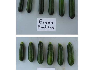 Six zucchinis labeled "Green Machine" (top) and six zucchinis labeled "Leopard" (bottom)