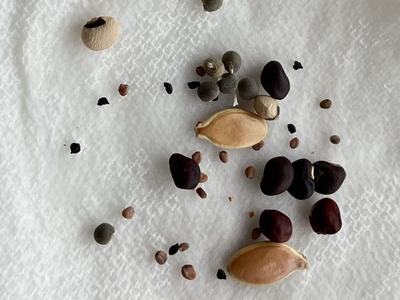 seeds