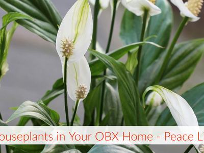 Peace lily plant with white spathes and green leaves; text: "Houseplants in Your OBX Home - Peace Lily"
