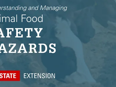 teal overlay on cows eating with text Understanding and Managing Animal Food Safety Hazards