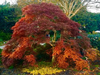 red maple tree