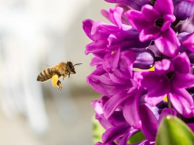 bee and flower