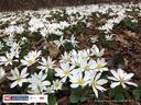 Field of white bloodroot flowers on forest floor; logo text "NC Cooperative Extension"