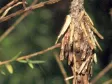 Suspended woven bird nest of grass and twigs hanging from a thin branch