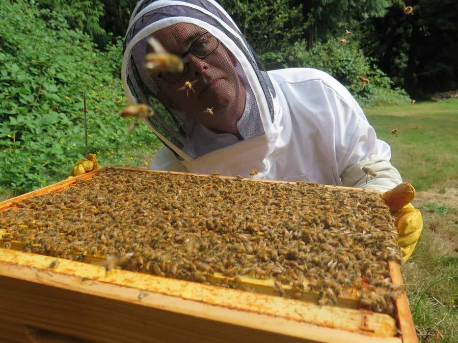 HoneyBee