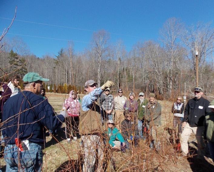 Blueberry Pruning