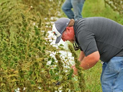 Hemp in field with workers