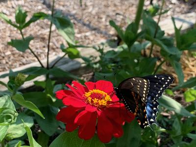 Black swallowtail butterfly on red zinnia flower in garden
