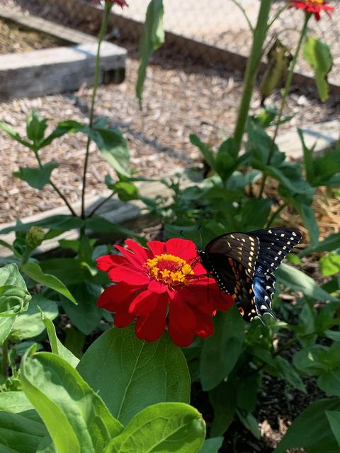 Black swallowtail butterfly on red zinnia flower in garden
