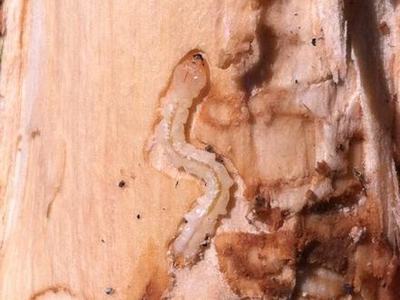 This figure depicts the emerald ash borer larva feeding on the inner back of ash trees.