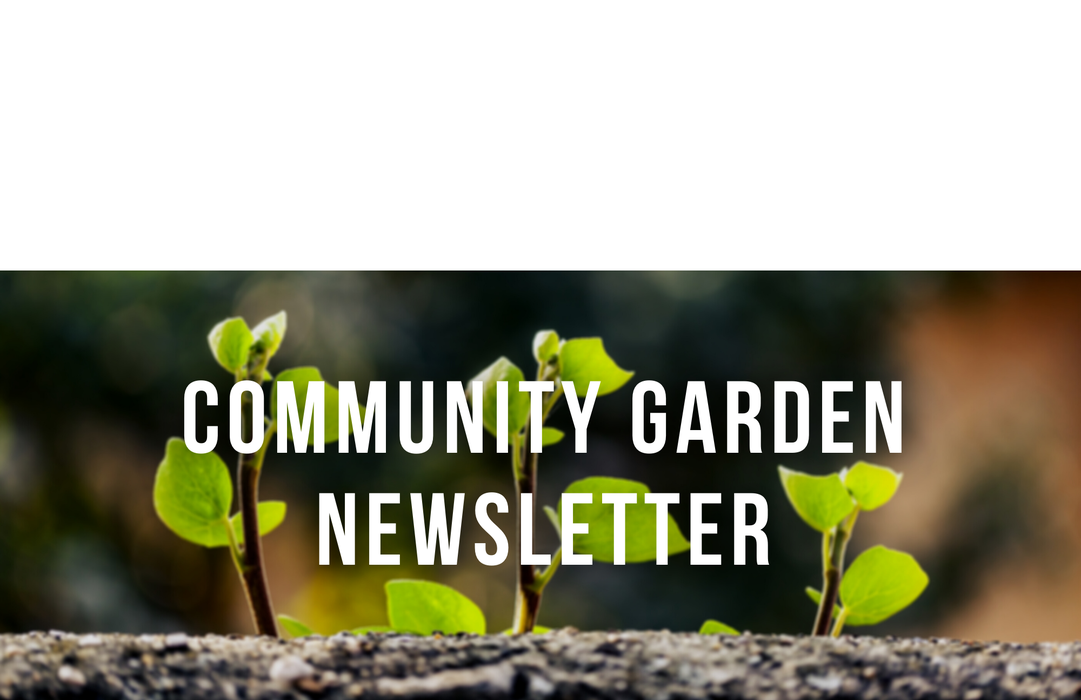 Community Garden Newsletter