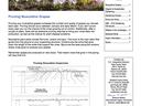 Gardening News newsletter page titled "Pruning Muscadine Grapes" with grapevine pruning diagram
