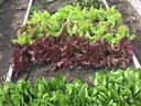 Lettuce in raised garden