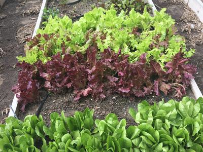 Lettuce in raised garden