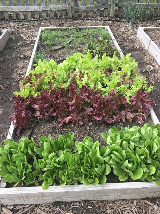 Lettuce in raised garden