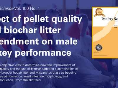 blue over white market turkeys with cover of Poultry Science and text Effect of pellet quality and biochar litter amendment on male turkey performance