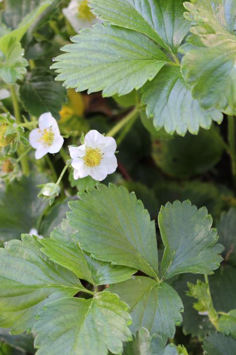 Strawberry flowers