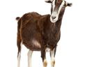 Toggenburg goat 