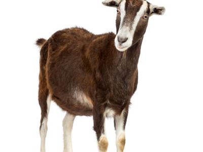 Toggenburg goat 