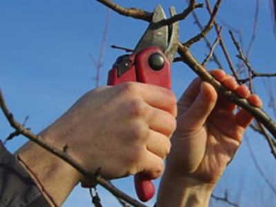 Hand Pruners