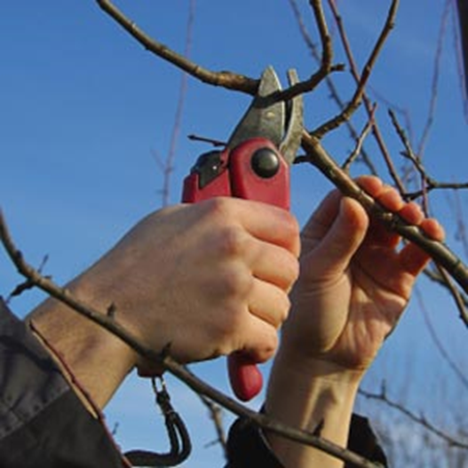 Hand Pruners