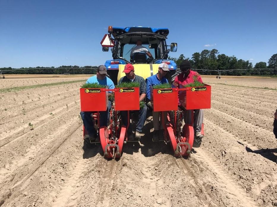 Hemp Transplant