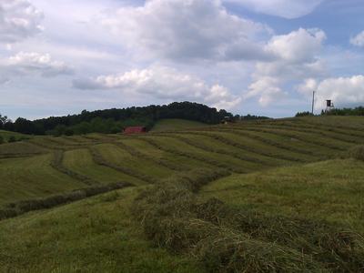 hay field before being baled