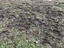 Green Grass and Brown Mud