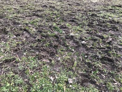 Green Grass and Brown Mud