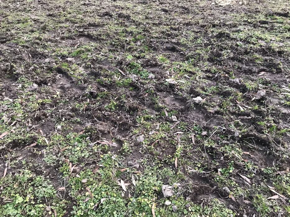 Green Grass and Brown Mud 