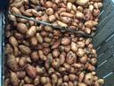 Black rot of Sweetpotato