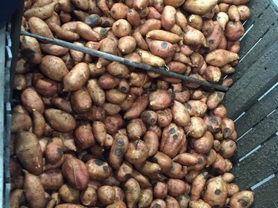 Black rot of Sweetpotato