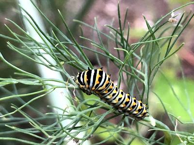 Black, yellow and white striped caterpillar crawling on feathery green fennel leaves
