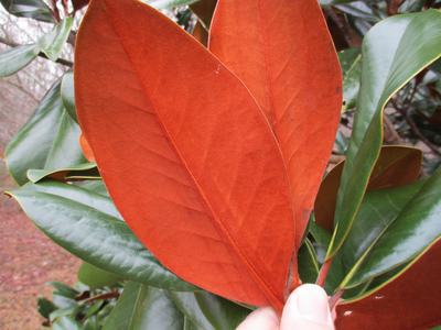 Bracken's Brown Beauty