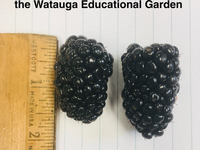 Two 'Natchez' blackberries by a ruler on lined paper; text: "'Natchez' Blackberry harvested from the Watauga Educational Garden"