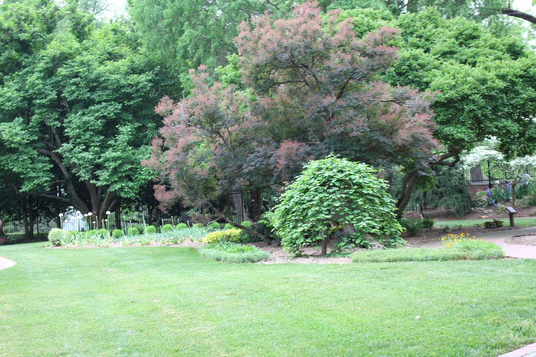 Garden with lawn