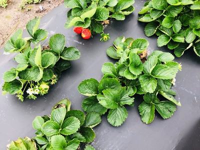 ‘Sweet Charlie’ plants