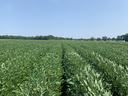 Green crop field with narrow tire tracks down center toward distant tree line