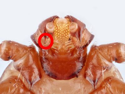 tick