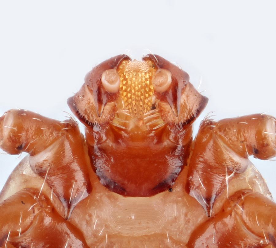 tick