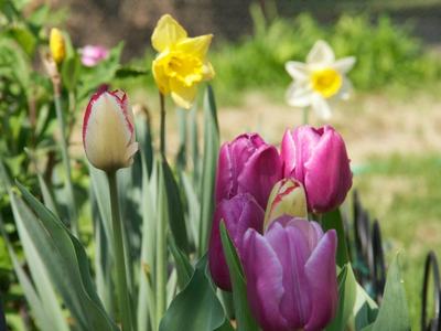 tulips and daffodils