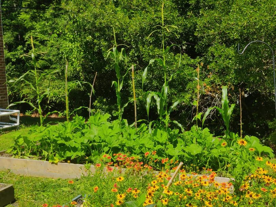 Three Sisters, squash, beans, and corn, at Mi Escuelita Spanish Immersion Preschool Garden.