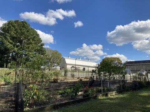 Fenced raised garden beds with plants in front of a white barn under a blue sky